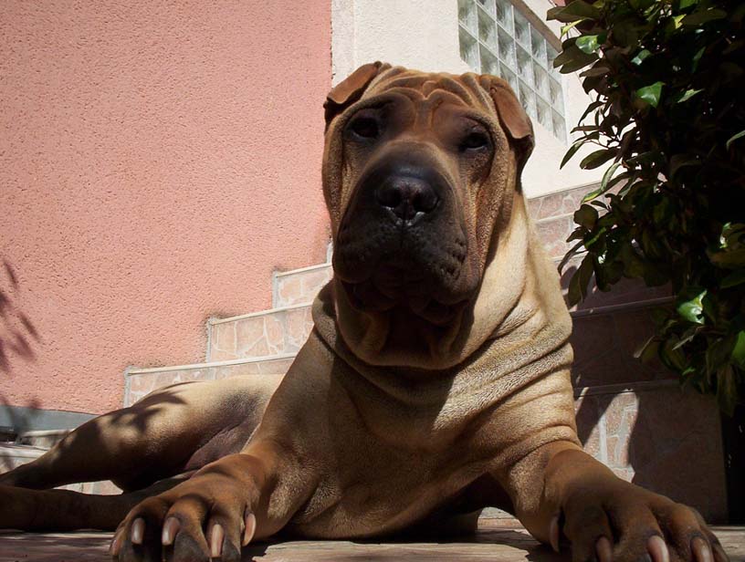 Uma
