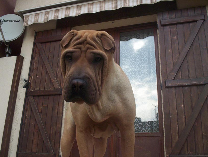 Uma