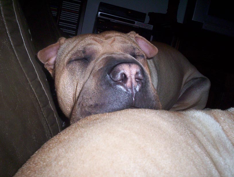 Uma