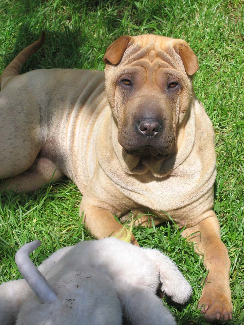 Uma